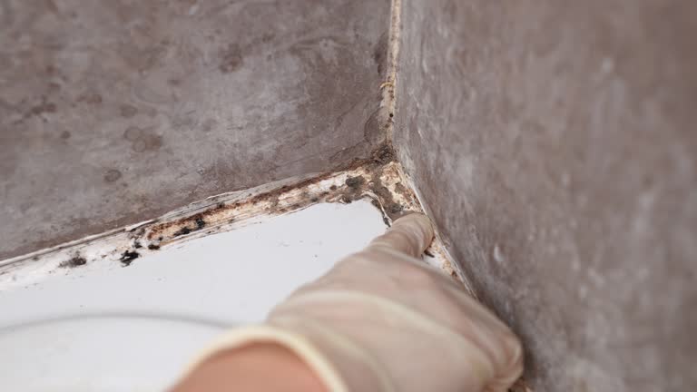 Mold Remediation for Vacation Homes in Waterville, NY